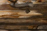 Impressive Washington Petrified Wood (Fir) Table #227320-5